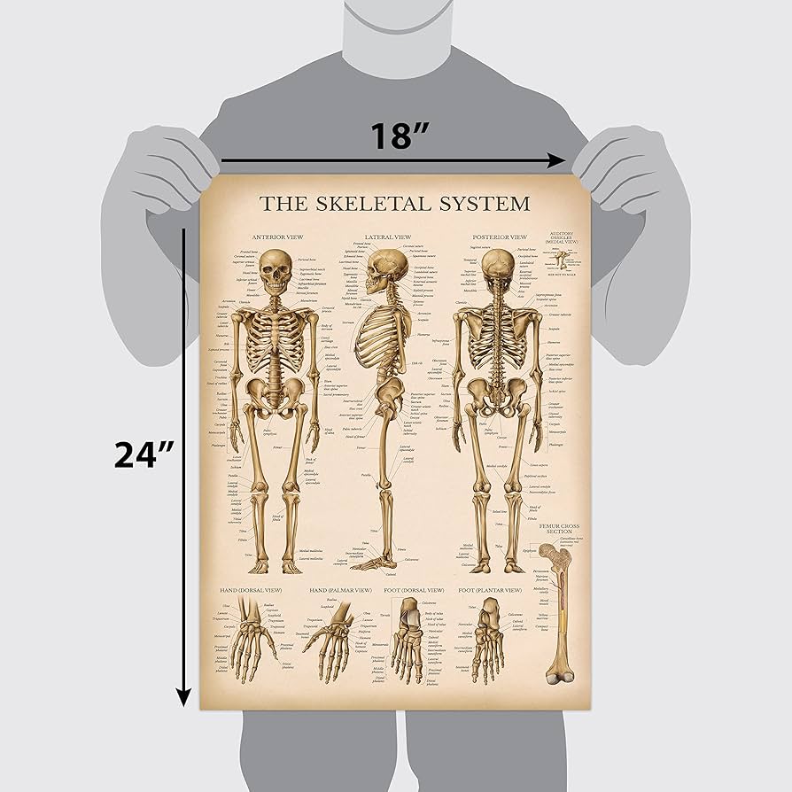 ANATOMY FOR BEGINNERS 4枚セット Amazon.com: eeBoo: Ready to Learn: Human Anatomy 4-Puzzles